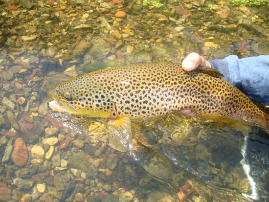 Brown trout from Missouri River fly fishing
