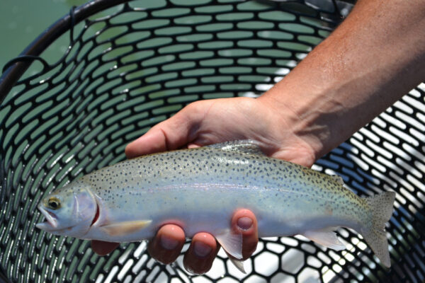 Blackfoot River fly fishing